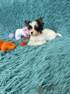 Foto №4. Ich werde verkaufen biewer terrier in der Stadt Tiflis. quotient 	ankündigung, vom kindergarten, züchter - preis - verhandelt