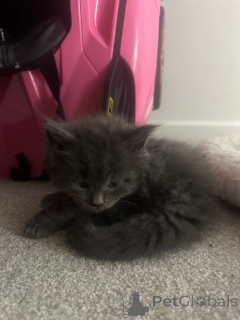 Foto №2 zu Ankündigung № 161389 zu verkaufen maine-coon-katze - einkaufen USA quotient 	ankündigung