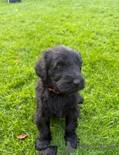 Foto №1. schnauzer - zum Verkauf in der Stadt OSLO | 484€ | Ankündigung № 171867