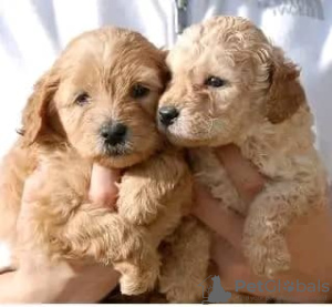 Foto №1. labradoodle - zum Verkauf in der Stadt Seven Hills | 300€ | Ankündigung № 71709