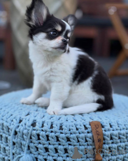 Foto №1. chihuahua - zum Verkauf in der Stadt Schlechtes Kreuznach | verhandelt | Ankündigung № 152581