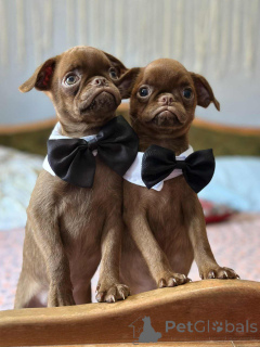 Foto №1. belgische zwerggriffons - zum Verkauf in der Stadt Sombor | 1500€ | Ankündigung № 148226