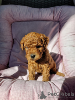 Foto №1. labradoodle - zum Verkauf in der Stadt Berlin | Frei | Ankündigung № 126163