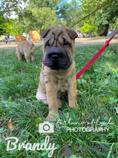 Zusätzliche Fotos: 3 szczenięta Shar Pei na sprzedaż