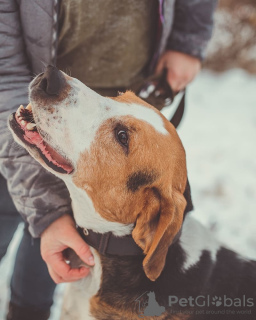 Foto №4. Ich werde verkaufen russischer jagdhund in der Stadt Москва. aus dem tierheim - preis - Frei