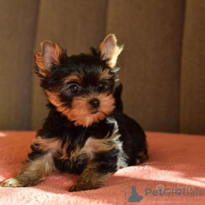 Foto №3. Yorkshire Terrier.. Deutschland