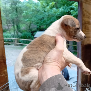 Foto №1. whippet - zum Verkauf in der Stadt Brüssel | verhandelt | Ankündigung № 169340
