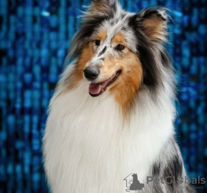 Foto №3. Langhaar-Collie, Hündin, Champion. Russische Föderation