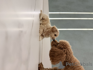 Foto №1. maltipu - zum Verkauf in der Stadt Kharkov | 791€ | Ankündigung № 146977