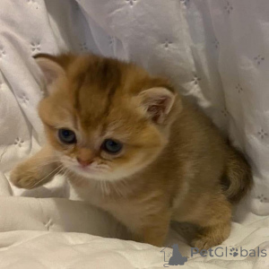 Foto №4. Ich werde verkaufen  in der Stadt Bocholt.  - preis - Frei