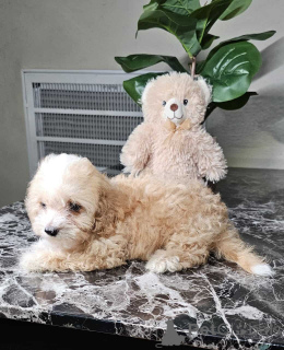 Foto №3. Verspielte und süße Maltipoo -Welpen. Deutschland