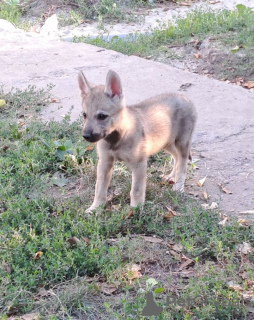 Foto №3. Tschechoslowakische Wolfshundwelpen. Serbien