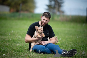 Foto №4. Ich werde verkaufen französische bulldogge in der Stadt Brzan. züchter - preis - verhandelt