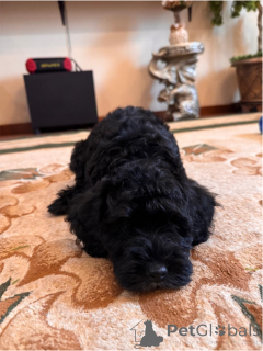 Foto №3. Pudelwelpen werden verkauft. Russische Föderation