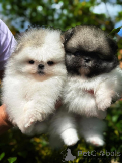 Foto №1. pommersche spitz - zum Verkauf in der Stadt Warschau | Frei | Ankündigung № 164056