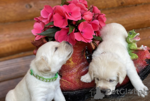 Foto №1. labrador retriever - zum Verkauf in der Stadt Geraardsbergen | 550€ | Ankündigung № 96204