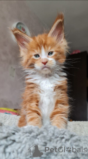 Foto №4. Ich werde verkaufen maine-coon-katze in der Stadt Wolverhampton. quotient 	ankündigung - preis - 400€