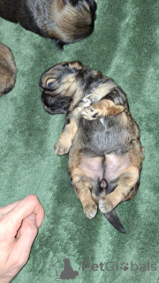 Foto №3. Reinrassiger Shi-Tzu. Estland