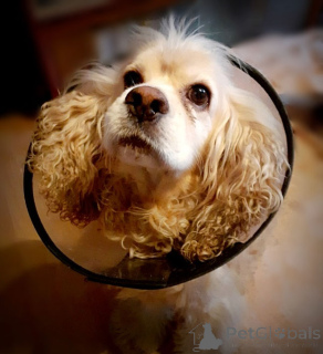 Foto №4. Ich werde verkaufen amerikanischer cocker spaniel in der Stadt Moskwa. quotient 	ankündigung - preis - Frei
