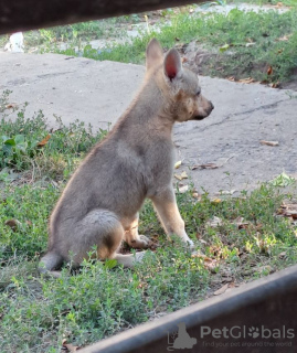 Foto №2 zu Ankündigung № 114163 zu verkaufen tschechoslowakischer wolfhund - einkaufen Serbien züchter