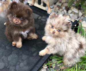 Foto №3. liebevolle Zwergspitz Pomeranian. Deutschland