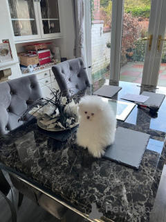 Foto №2 zu Ankündigung № 166624 zu verkaufen pommersche spitz - einkaufen Deutschland quotient 	ankündigung