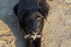 Foto №4. Ich werde verkaufen mischlingshund in der Stadt Wolgograd. aus dem tierheim - preis - Frei