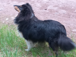 Foto №3. Schöner Sheltie Welpenjunge. Tschechische Republik