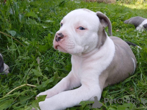 Foto №3. Wir bieten American Bully Welpen zum Verkauf an. Russische Föderation