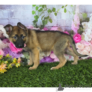 Foto №2 zu Ankündigung № 175436 zu verkaufen deutscher schäferhund - einkaufen USA quotient 	ankündigung, vom kindergarten