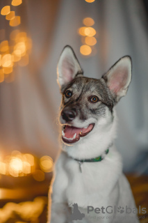 Foto №2 zu Ankündigung № 126103 zu verkaufen mischlingshund - einkaufen Russische Föderation quotient 	ankündigung