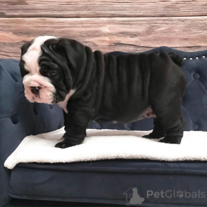 Foto №2 zu Ankündigung № 138864 zu verkaufen englische bulldogge - einkaufen Deutschland quotient 	ankündigung, züchter