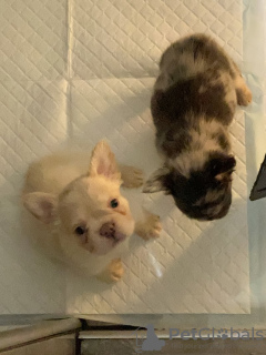 Foto №2 zu Ankündigung № 132760 zu verkaufen französische bulldogge - einkaufen Deutschland quotient 	ankündigung