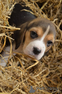 Foto №1. beagle - zum Verkauf in der Stadt Maidenhead | 337€ | Ankündigung № 30082