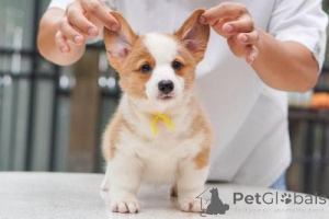Foto №1. welsh corgi - zum Verkauf in der Stadt WELS | 300€ | Ankündigung № 168084