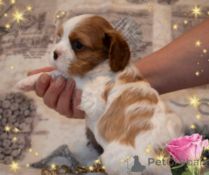 Foto №4. Ich werde verkaufen cavalier king charles spaniel in der Stadt Minsk. züchter - preis - verhandelt