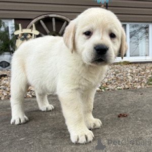 Foto №4. Ich werde verkaufen labradoodle in der Stadt München. züchter - preis - verhandelt