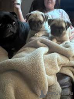 Foto №1. mops - zum Verkauf in der Stadt Manchester | 700€ | Ankündigung № 165715