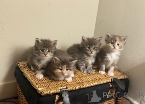 Foto №1. maine-coon-katze - zum Verkauf in der Stadt Helsinki | 900€ | Ankündigung № 160420