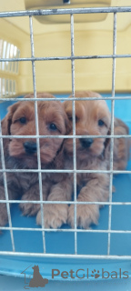 Foto №2 zu Ankündigung № 139808 zu verkaufen mischlingshund - einkaufen Serbien züchter