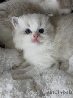 Foto №3. Der verspielte Geist und das liebevolle Herz von Finn sind die perfekte Mischung. Niederlande