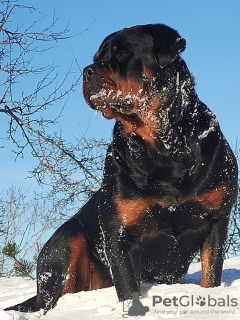 Zusätzliche Fotos: Rottweiler-Welpen möchten ihre neuen Besitzer kennenlernen