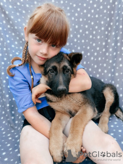 Foto №2 zu Ankündigung № 57264 zu verkaufen deutscher schäferhund - einkaufen Russische Föderation 