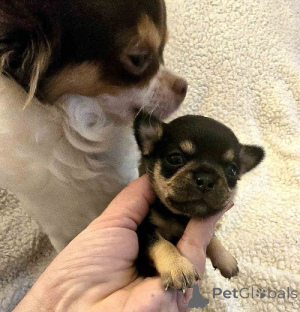 Foto №3. Extra kleine Chihuahuas. Serbien