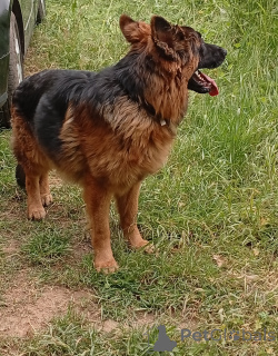 Foto №1. mischlingshund - zum Verkauf in der Stadt Kladno | 150€ | Ankündigung № 141324