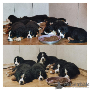 Foto №2 zu Ankündigung № 92168 zu verkaufen berner sennenhund - einkaufen Serbien züchter