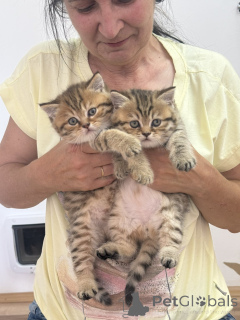 Foto №1. britisch kurzhaar - zum Verkauf in der Stadt Belgrad | verhandelt | Ankündigung № 144408