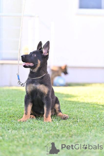 Foto №4. Ich werde verkaufen deutscher schäferhund in der Stadt Belgrad.  - preis - verhandelt