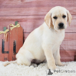 Foto №2 zu Ankündigung № 175900 zu verkaufen labrador retriever - einkaufen Deutschland quotient 	ankündigung