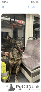 Foto №3. Alexander Morosow. Estland